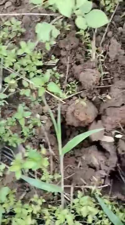 Đất nền 1ha tại Thôn 2B, xã Ea H'leo, giá chỉ 339 triệu - Cơ hội đầu tư hấp dẫn!