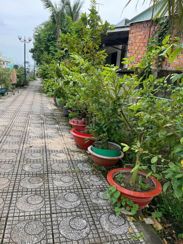 Đất nền đẹp tại đường Bờ Kè Nguyễn Thái Học, Cao Lãnh, 125m² giá 800 triệu - Đầu tư sinh lời!