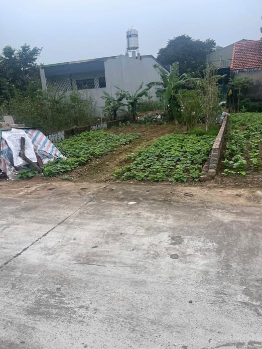 Đất nền Thanh Vân, Tam Dương 103m² giá chỉ 2 tỷ - Kinh doanh sầm uất!