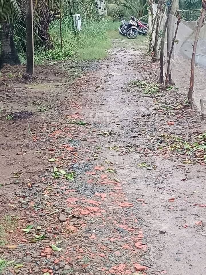 Đất vườn 1,7 công tại xã Phú Long, Bến Tre - Chỉ 300 triệu!