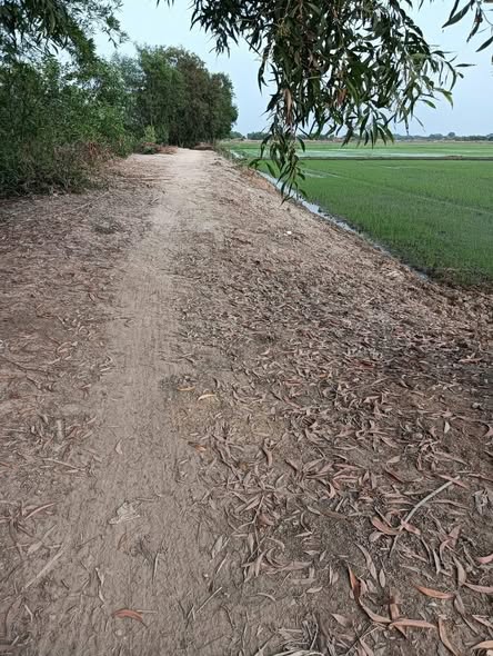 Đất nền Tân Đông, Thạnh Hóa 1000m² giá 190 triệu - Cơ hội đầu tư sinh lời!