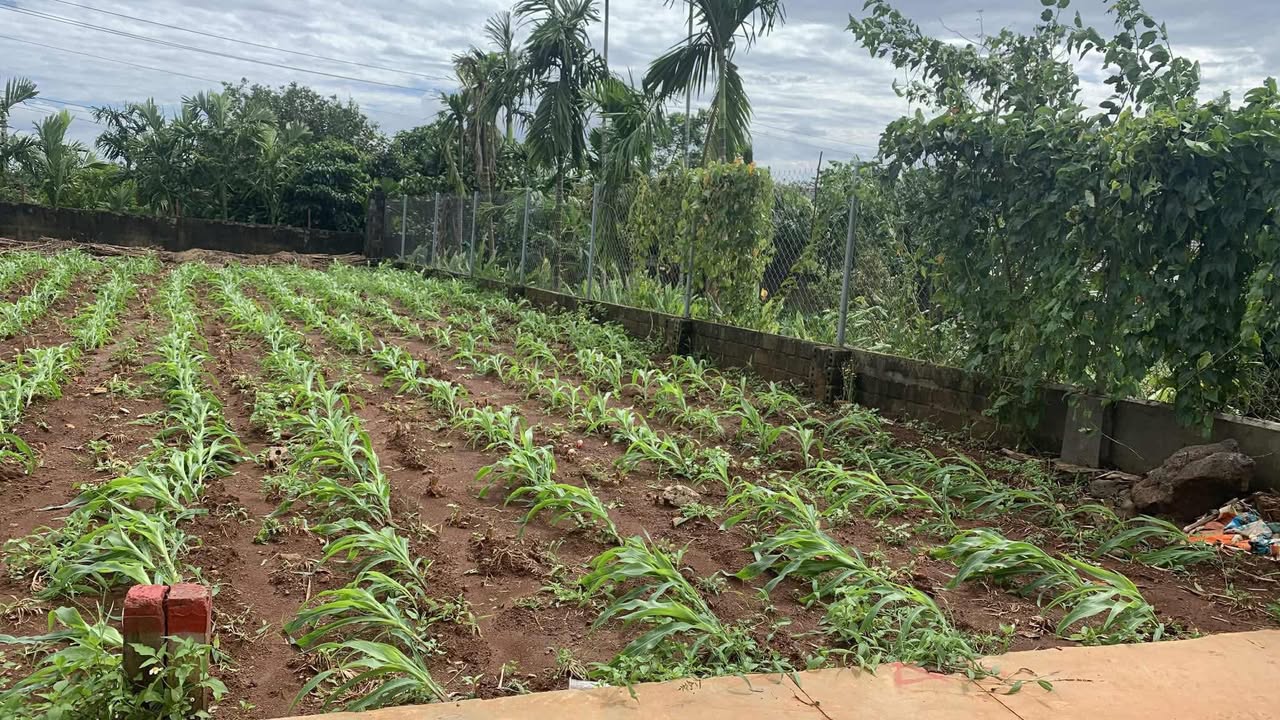 Đất nền thị trấn Phước An, Krông Pắc, 110m² giá 900 triệu - Cơ hội đầu tư hấp dẫn!