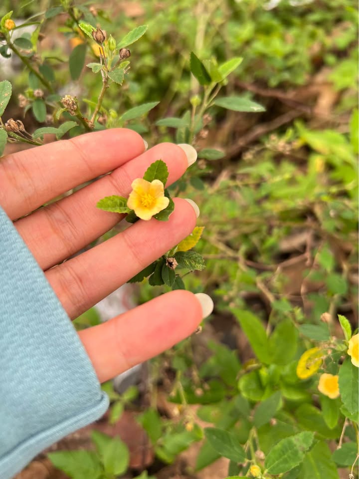 Đất nền đường A2, phường Hưng Phú, TP Cần Thơ 200m² giá 7.2 tỷ - Kinh doanh thuận lợi!