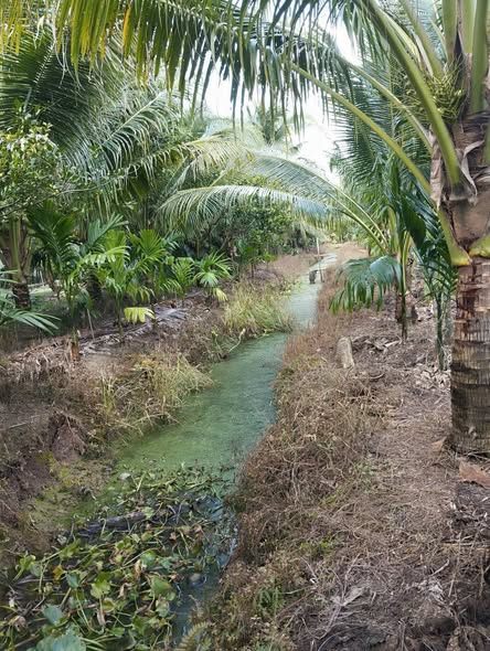 Đất vườn dừa 970m² Xã Thành Triệu giá 700 triệu - Cơ hội đầu tư hấp dẫn!