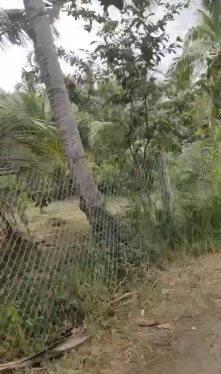 Đất nền 511m² tại Thuận Điền, Giồng Trôm chỉ 590 triệu - Đường ô tô vào tận nơi!