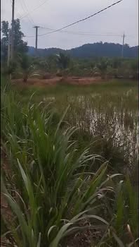 Đất nền gần 1 mẫu tại Tà Lài, Tân Phú - Chỉ 850 triệu, thương lượng ngay!