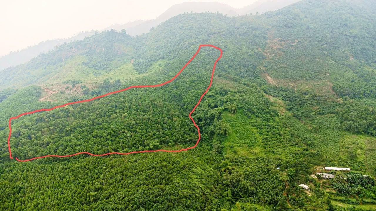 Đất rừng sản xuất Hưng Long Yên Lập 2,8ha - Giá chỉ từ 2xx triệu VND