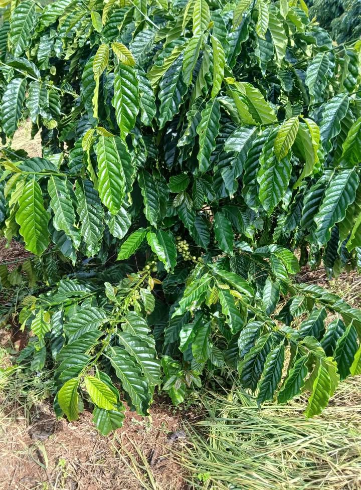 Đất nền Tân Thanh Lâm Hà 12.000m² giá 3.2 tỷ - Đường bê tông rộng rãi