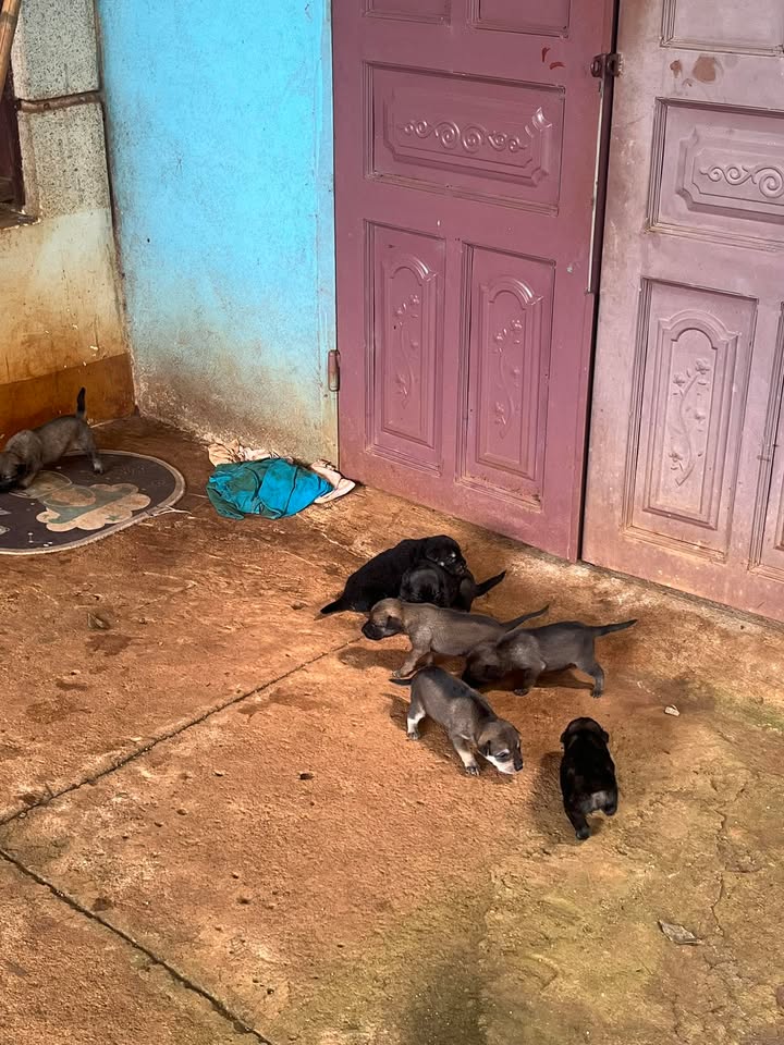 Đất Farm 12000m² tại Phú Văn, Bù Gia Mập giá 1.8 tỷ - Cơ hội đầu tư tuyệt vời!