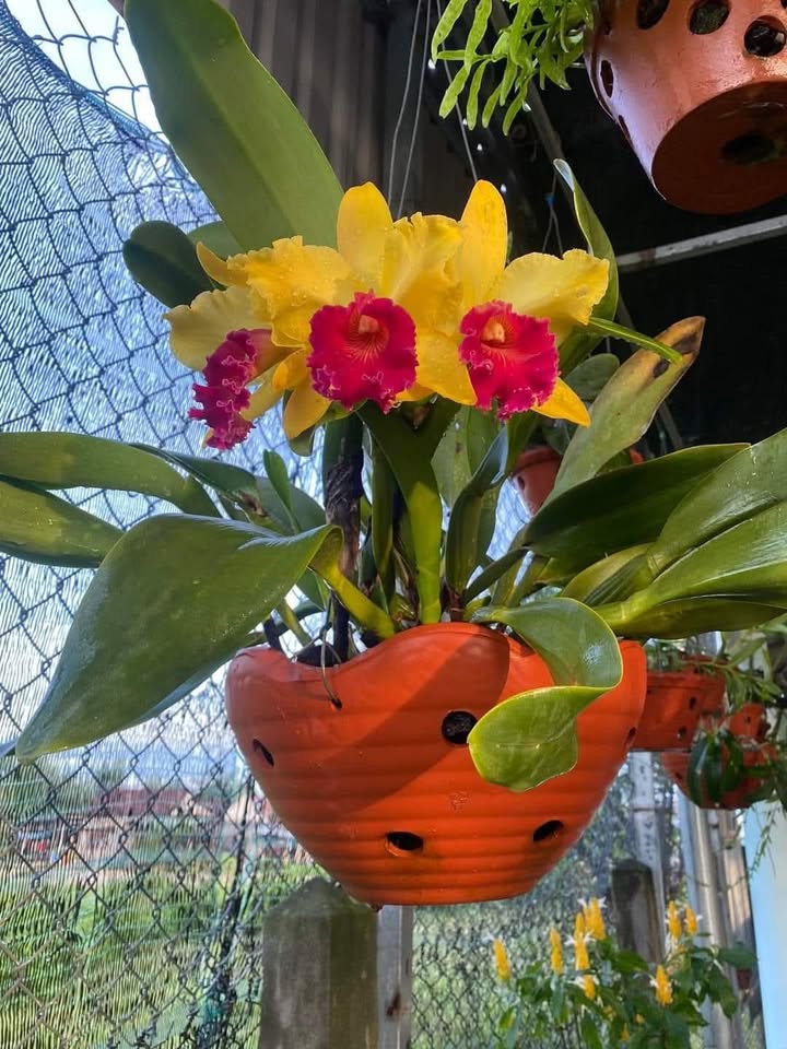 Nhà Ấn Đông 280m² giá 1.05 tỷ - Sẵn sàng vào ở ngay!