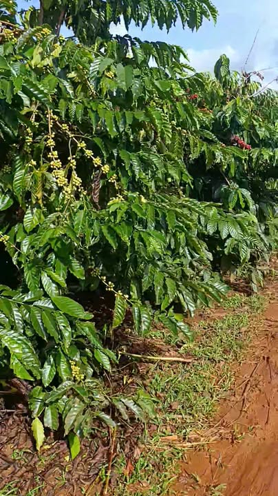 Đất nông nghiệp 2,1 ha tại Đắk Nông giá 2,1 tỷ - Tiềm năng sinh lời cao!