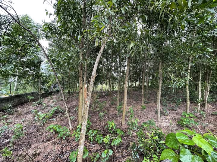 Đất nền Sào Báy Kim Bôi 300m² giá 300 triệu - Đầu tư sinh lời ngay!