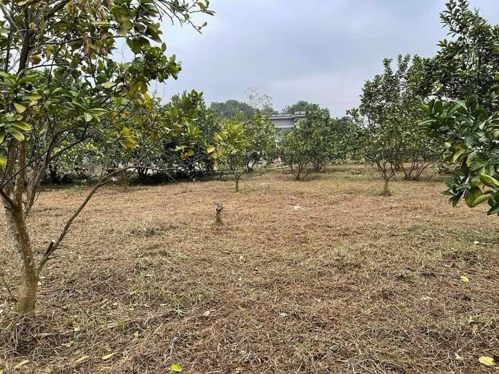 Đất Vĩnh Tiến Kim Bôi 2.977m² giá chỉ từ 1x triệu/m² - Đầu tư sinh lời ngay!