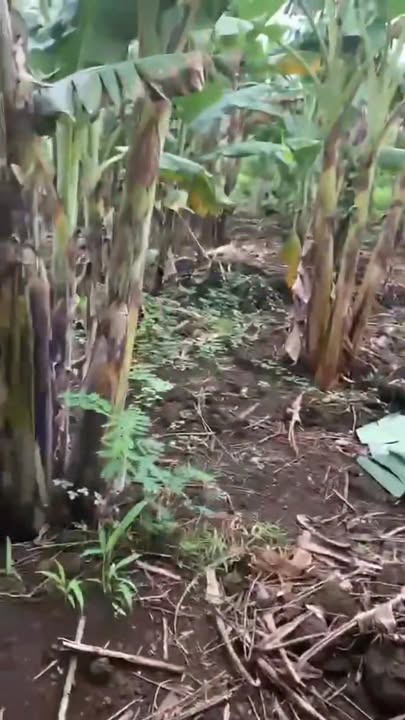 Đất trồng chuối sứ 18,000m² tại xã Phú Vinh, giá chỉ 4.86 tỷ - Cơ hội đầu tư tuyệt vời!