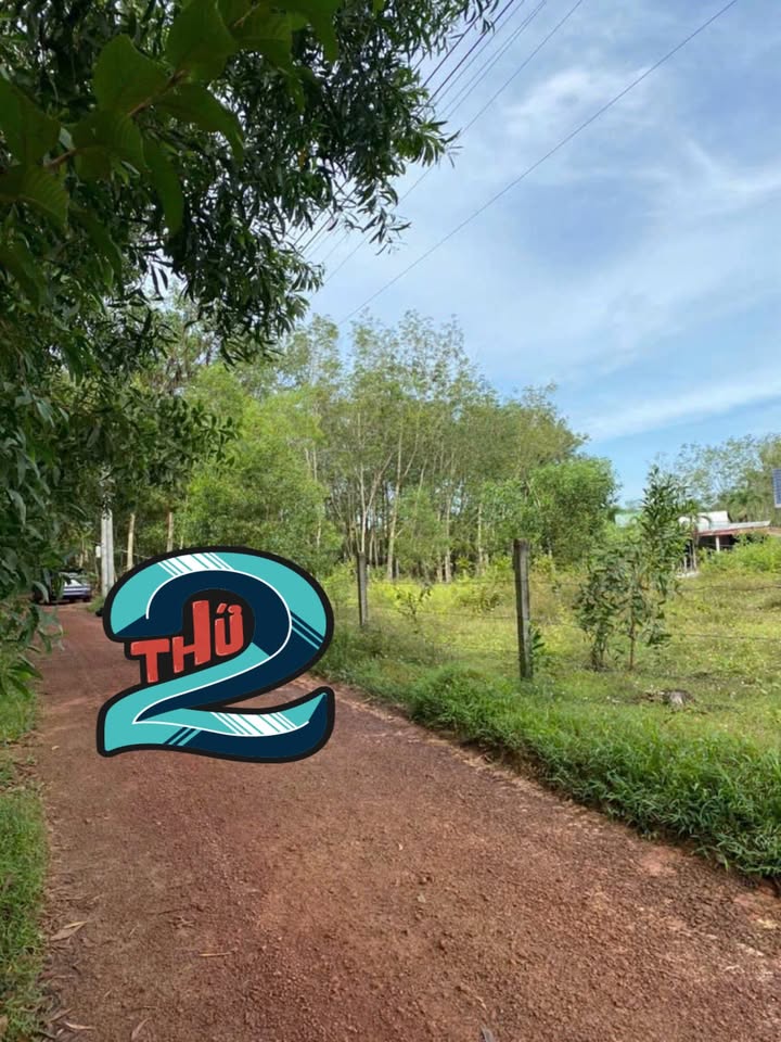 Đất nền Dầu Tiếng 2600m² giá chỉ 3.64 tỷ - Sổ đỏ chính chủ sẵn sàng giao dịch!