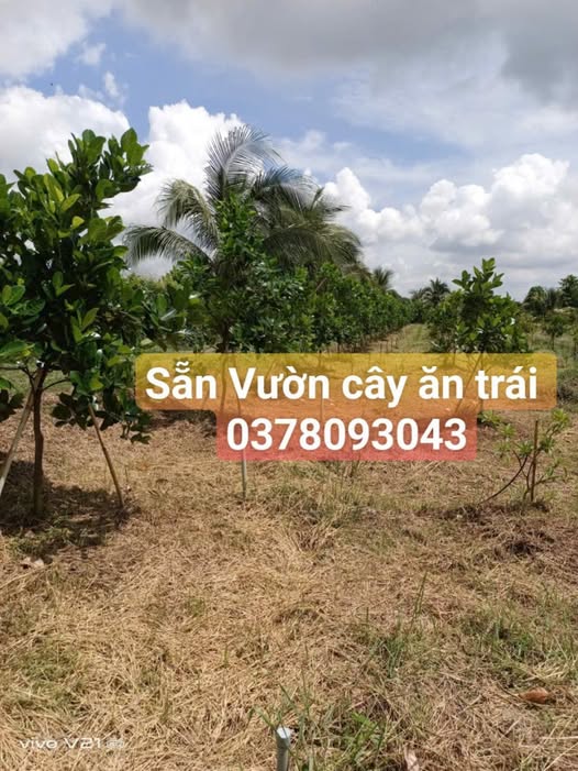 Đất vườn Hòa Thành 2500m² giá thỏa thuận - Sẵn sàng thu hoạch trái cây!