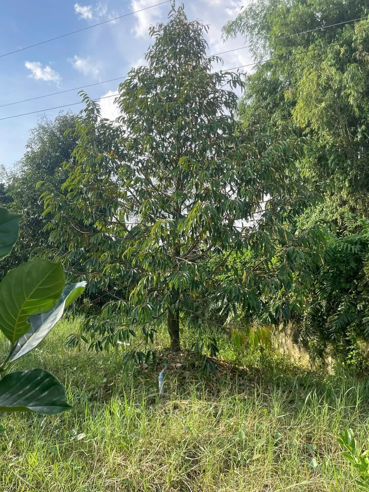 Farm 5 công tại Tháp Mười, Đồng Tháp giá 3.35 tỷ - Đất sổ hồng chính chủ, mặt tiền lớn!