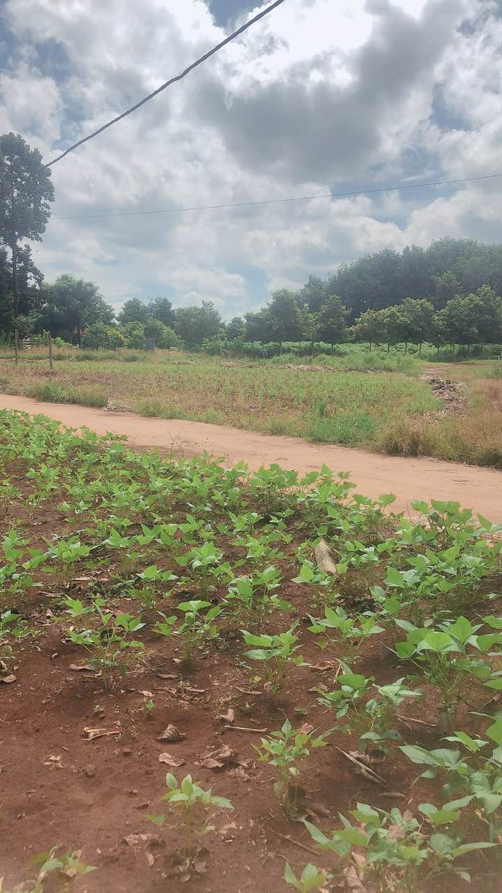 Đất thổ cư Cư Suê 140m² giá chỉ 300 triệu - Cơ hội đầu tư tuyệt vời!