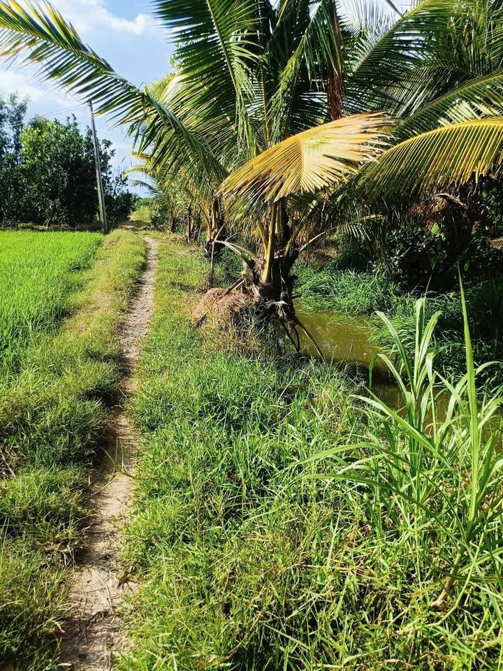 Đất nền Vũng Liêm 1571m² giá 500 triệu - Đường xe tải vào tận nơi!