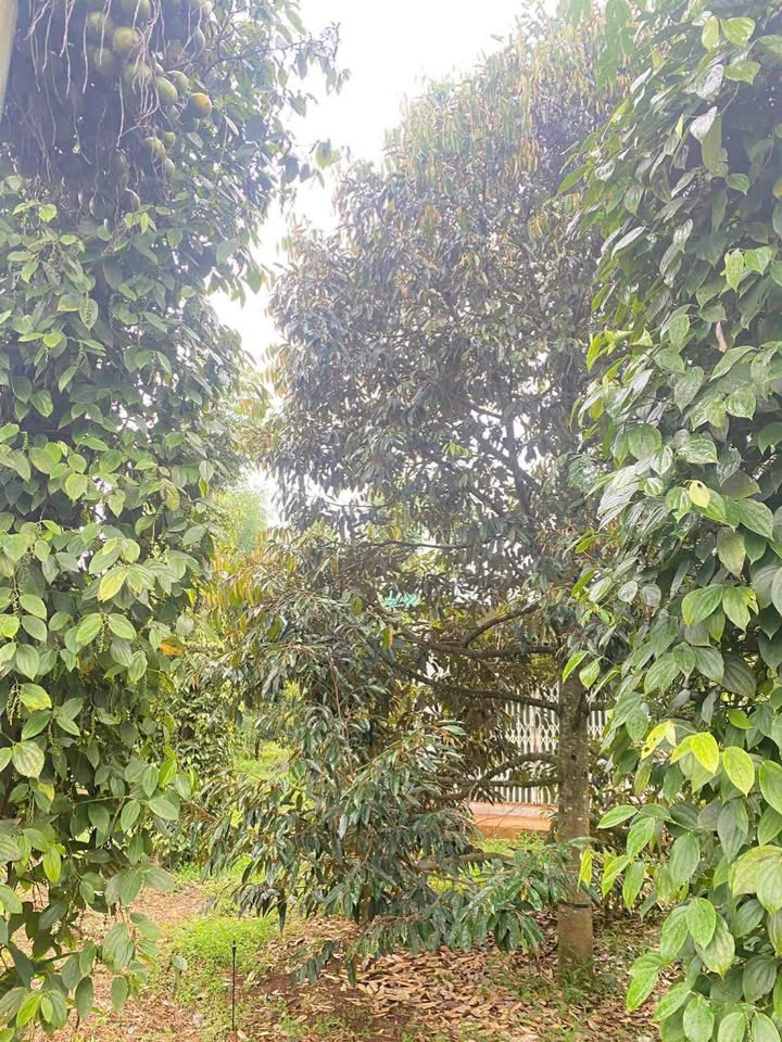 Đất rẫy 2 sào tại đường K6, phường Tân An, giá 2.95 tỷ - Tiềm năng đầu tư hấp dẫn!