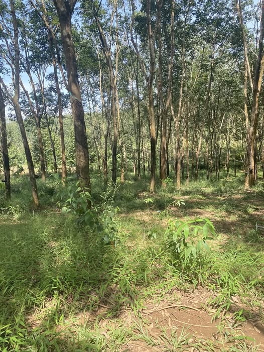 Đất cao su 54000m² tại Đức Liễu giá chỉ 800 triệu - Đầu tư sinh lời ngay!