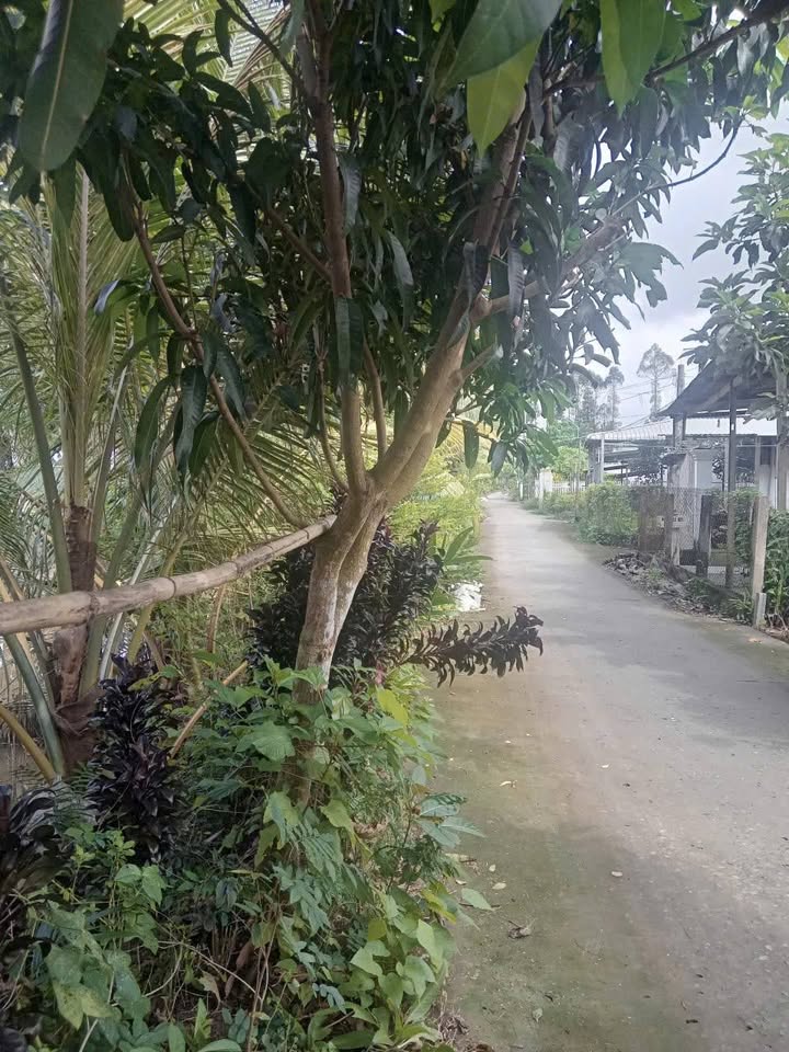 Đất nền 240m² xã Lai Vung, Đồng Tháp - Sổ hồng chính chủ, giá 500 triệu!