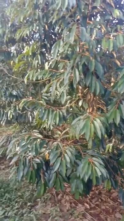 Đất nền Pơng Drang Krông Búk 28,000m² giá 6.2 tỷ - Cơ hội đầu tư sinh lời!