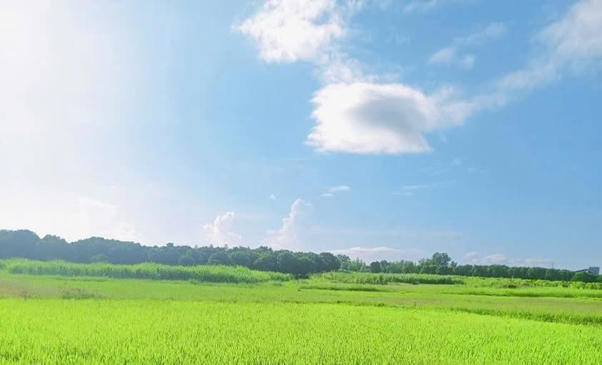 Đất ruộng Cửu Lợi 3, Cam Hòa 1397m² giá 499 triệu - Cơ hội đầu tư hấp dẫn!