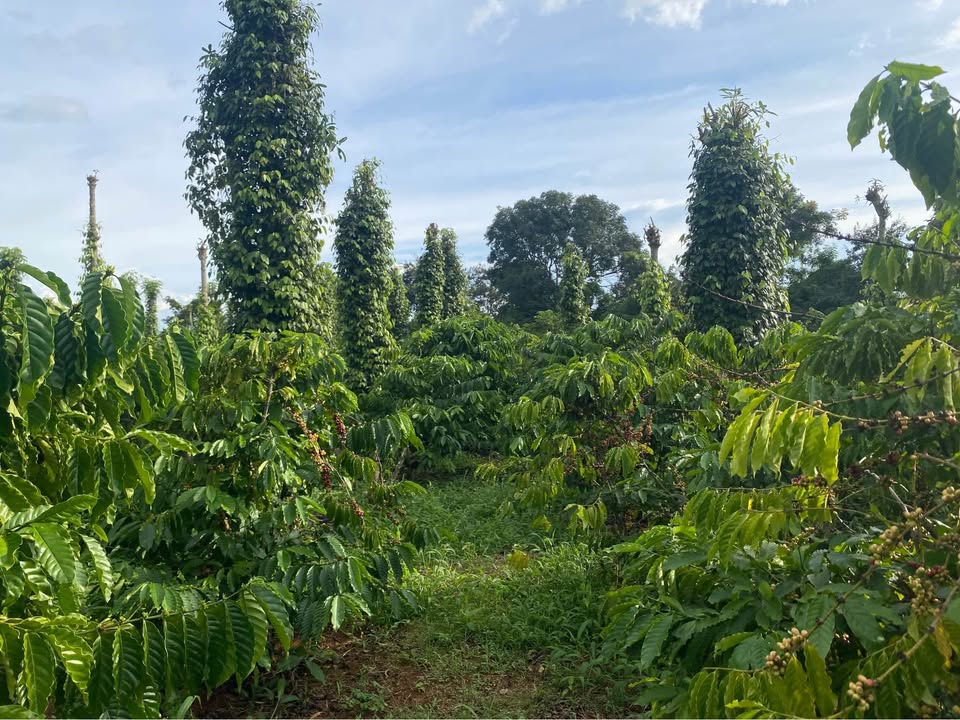 Đất 3 sào Khánh Xuân 1.659 tỷ - Nguồn thu ổn định, vị trí đẹp!