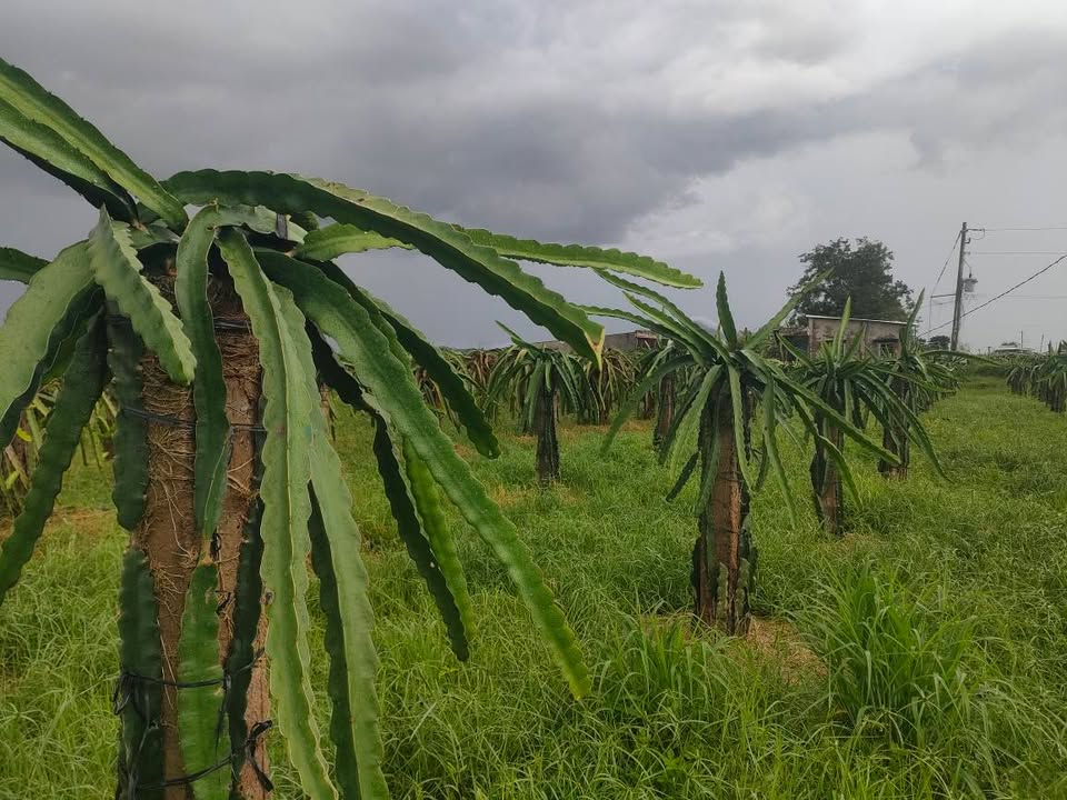 Đất nông nghiệp 2,6 xào tại Hàm Thạnh, Bình Thuận - Giá chỉ 685 triệu