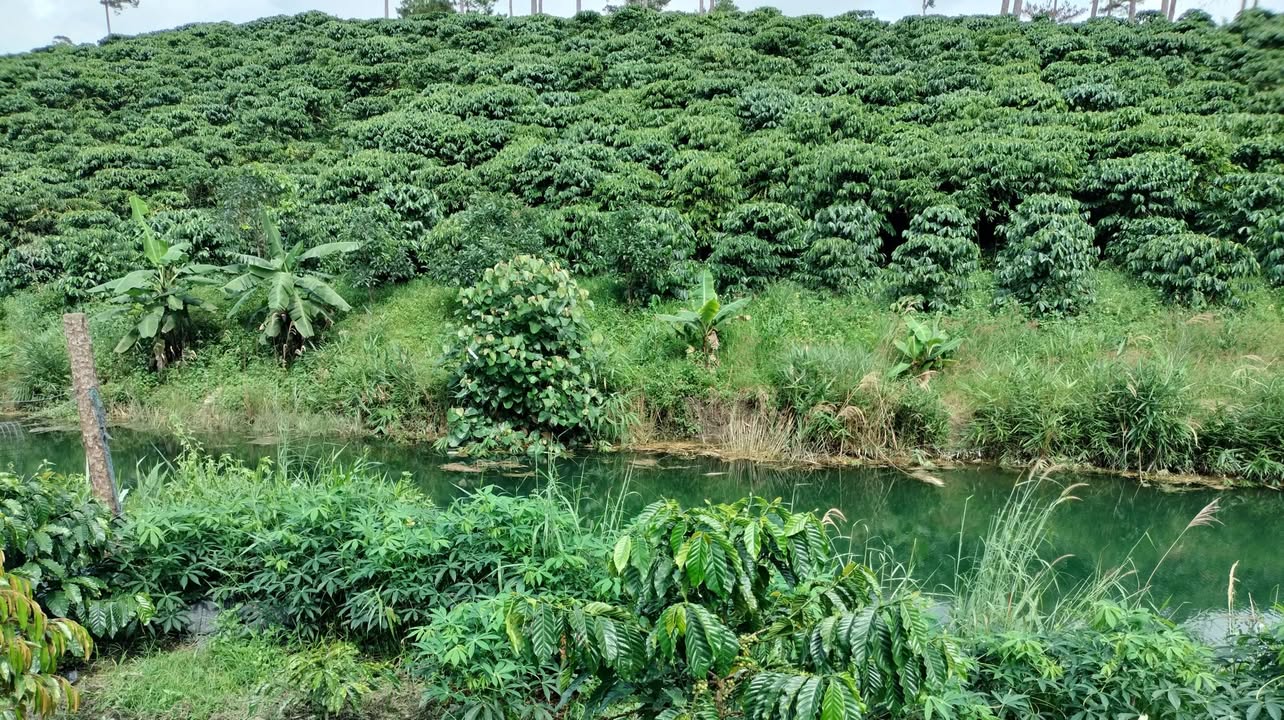 Đất nền siêu phẩm tại Đam Rông 1, Đà Lạt 8000m² - Giá thương lượng tốt!