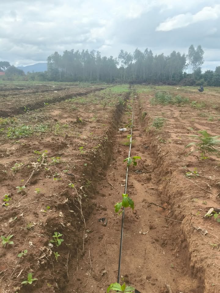 Đất nông nghiệp 4,3ha tại xã Ayun, Gia Lai - Giá chỉ 1,3 tỷ, tiềm năng đầu tư lớn!