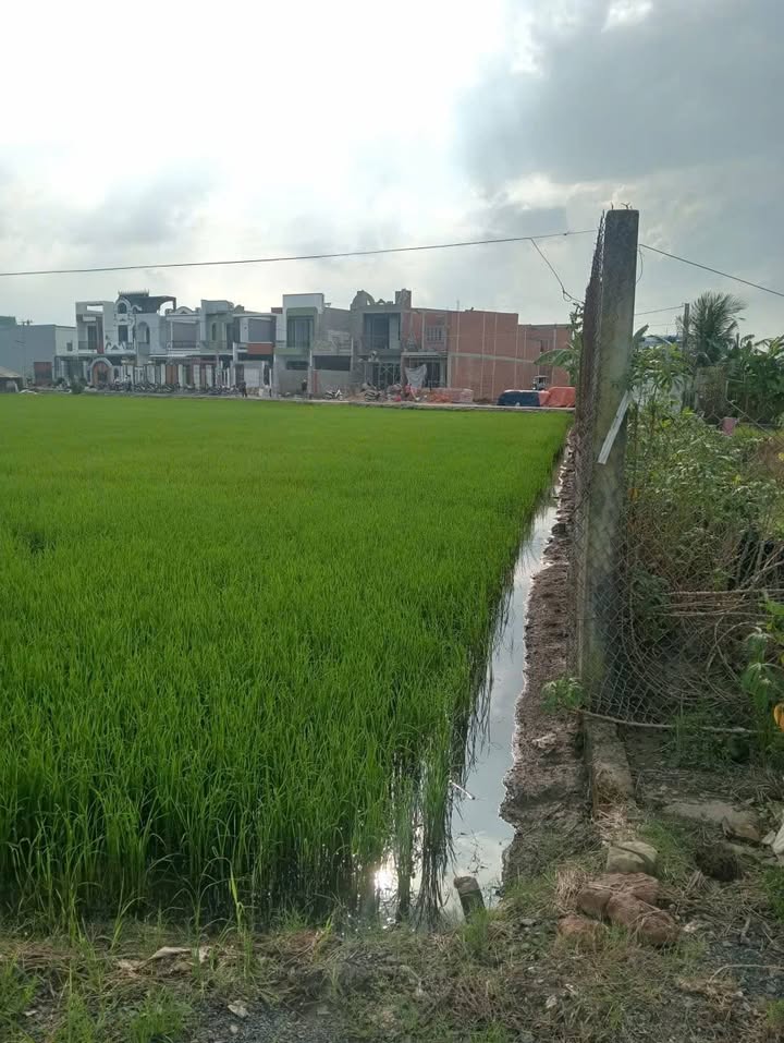 Đất nền thổ cư Long Trạch, Cần Đước 135m² giá 1.599 tỷ - Bán gấp từng lô!