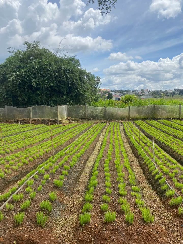 Đất nền Nghĩa Hiệp Đức Trọng 162m² giá 1.4 tỷ - Tiềm năng đầu tư lớn!