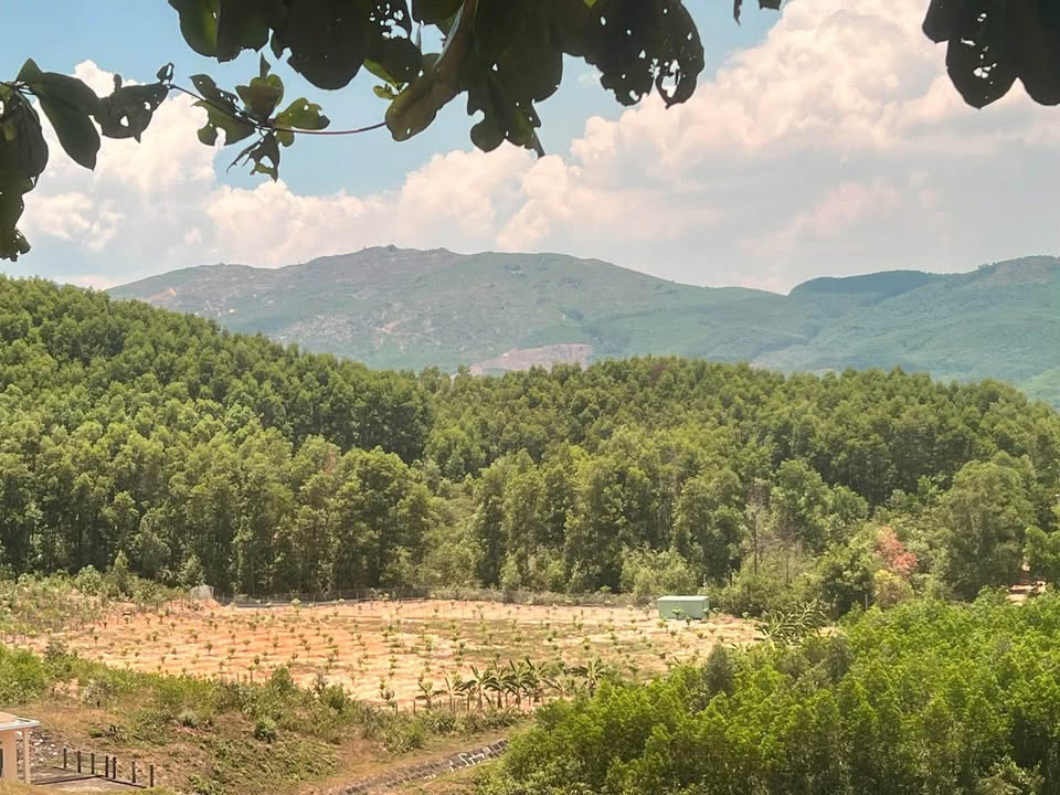 Mảnh đất farm Phước Mỹ, Quy Nhơn 2,6ha giá 3 tỷ - Cơ hội đầu tư hấp dẫn!