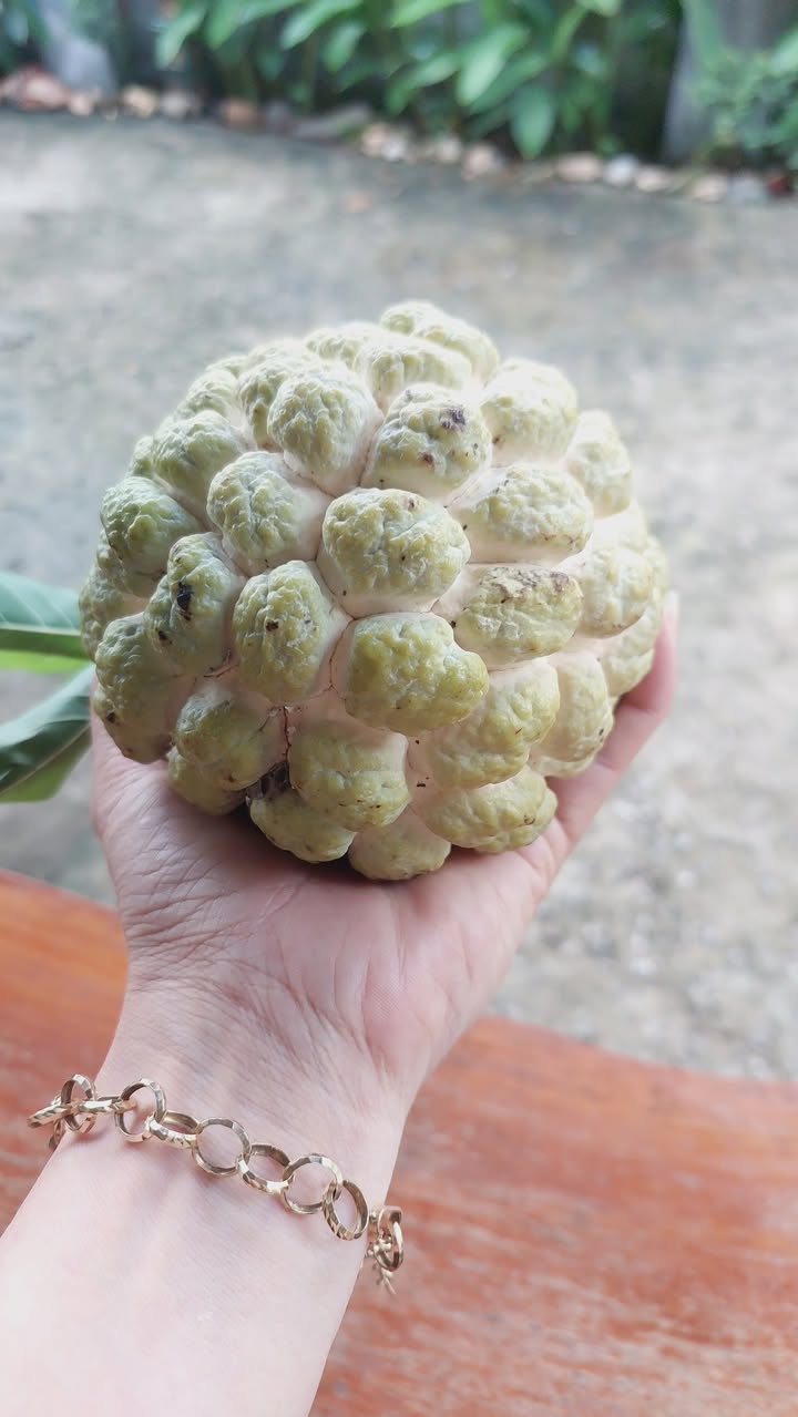 Đất nền khu An Nhuệ, Cát Khánh 150m² giá chỉ 500 triệu - Cơ hội đầu tư hấp dẫn!