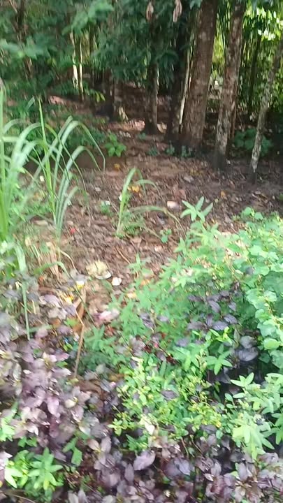 Đất 2 mặt tiền tại ấp Thanh Xuyên, Trà Cú, 650m² chỉ 600 triệu - Cơ hội sở hữu hiếm có!