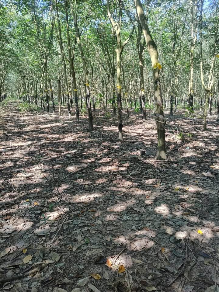 Đất cao su Thạnh Bắc Tân Biên 15ha giá 11 tỷ - Mặt tiền đường bờ kênh thuận lợi!