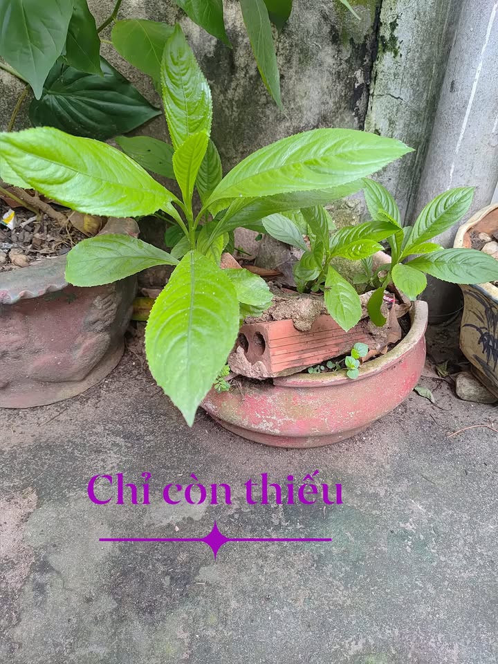 Nhà cấp 4 Hẻm 842 Bình Giã, 42m² giá 1.35 tỷ - Chính chủ bán gấp!