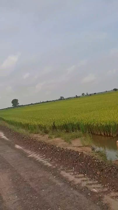 Đất nền Long Khánh Bến Cầu 18.000m² - Đầu tư sinh lời ngay!