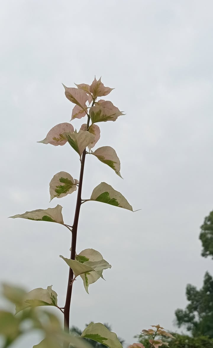 Mặt tiền kinh doanh Huỳnh Tấn Phát 158m² giá 14.99 tỷ - Đầu tư sinh lời ngay!