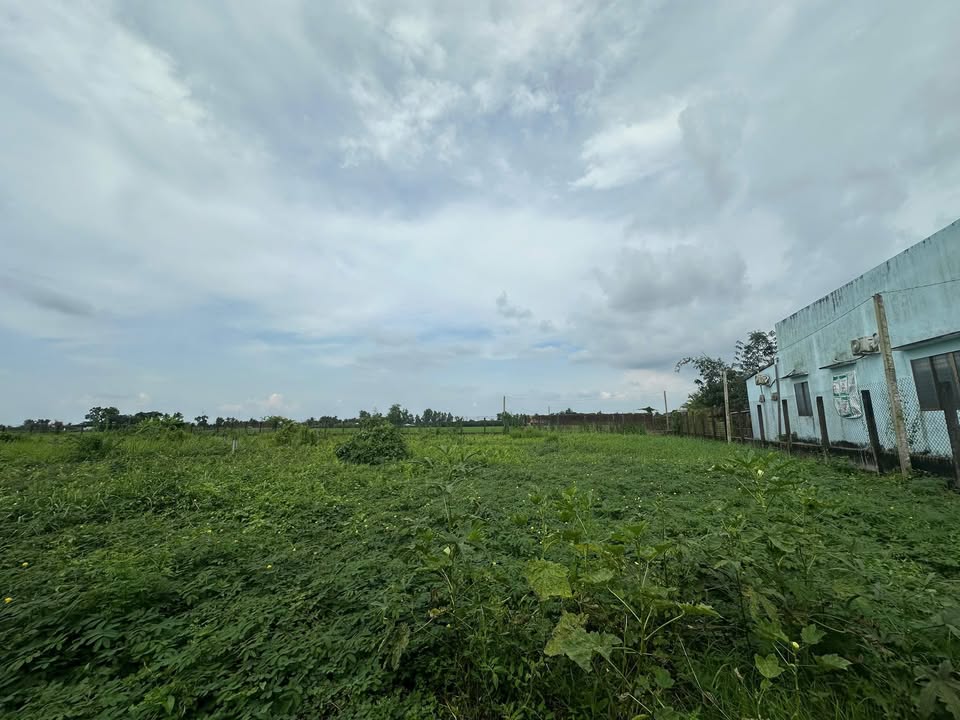 Đất nền Tân Hội Đông, Châu Thành, Đồng Tháp 833m² giá 2.5 tỷ - Đầu tư sinh lời ngay!