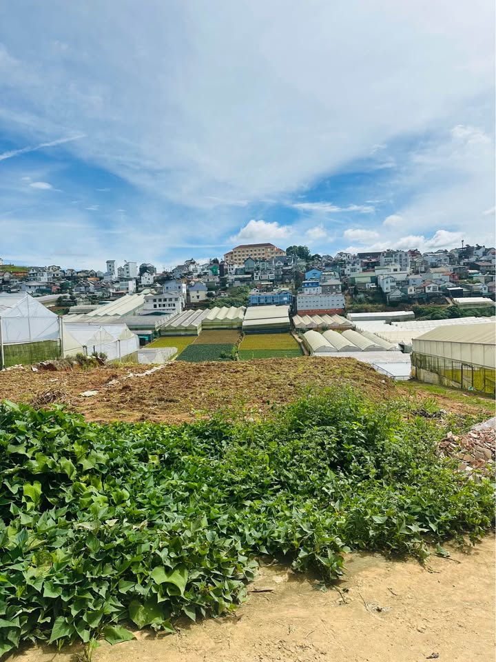 Biệt thự Đà Lạt 352m² giá 9.2 tỷ - Đầu tư sinh lời hấp dẫn!