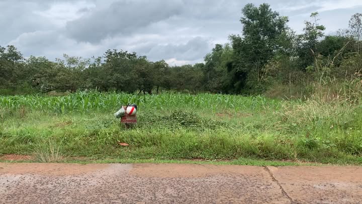 Lô đất 16x47m tại ấp Phước Tâm, Đồng Phú - Giá thỏa thuận, thổ cư 200m²