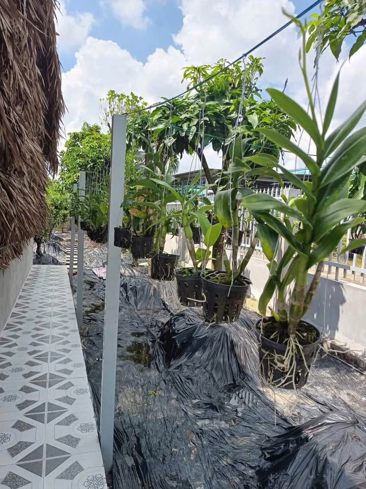 Nhà vườn 360m² tại Mỹ Lộc, Cần Giuộc - Giá chỉ 1 tỷ, sẵn sàng giao dịch!