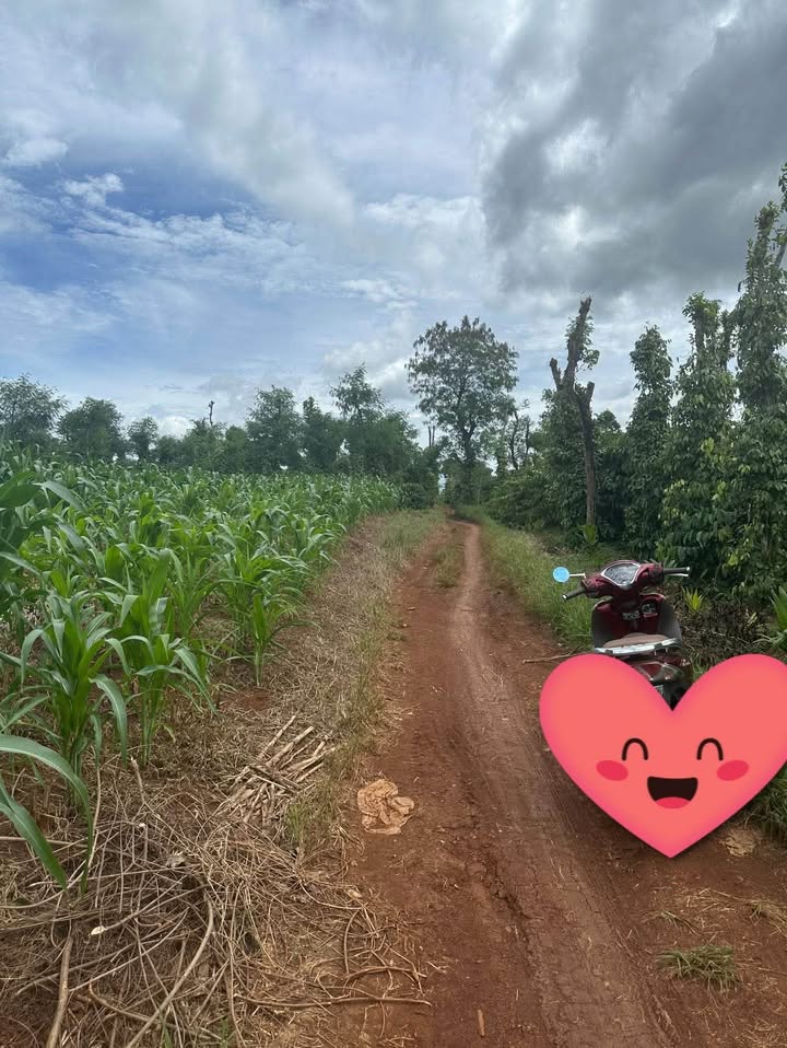 Đất nền Quảng Hiệp Cư M'gar 6000m² giá 1.6 tỷ - Sổ hồng chính chủ, đẹp như mơ!