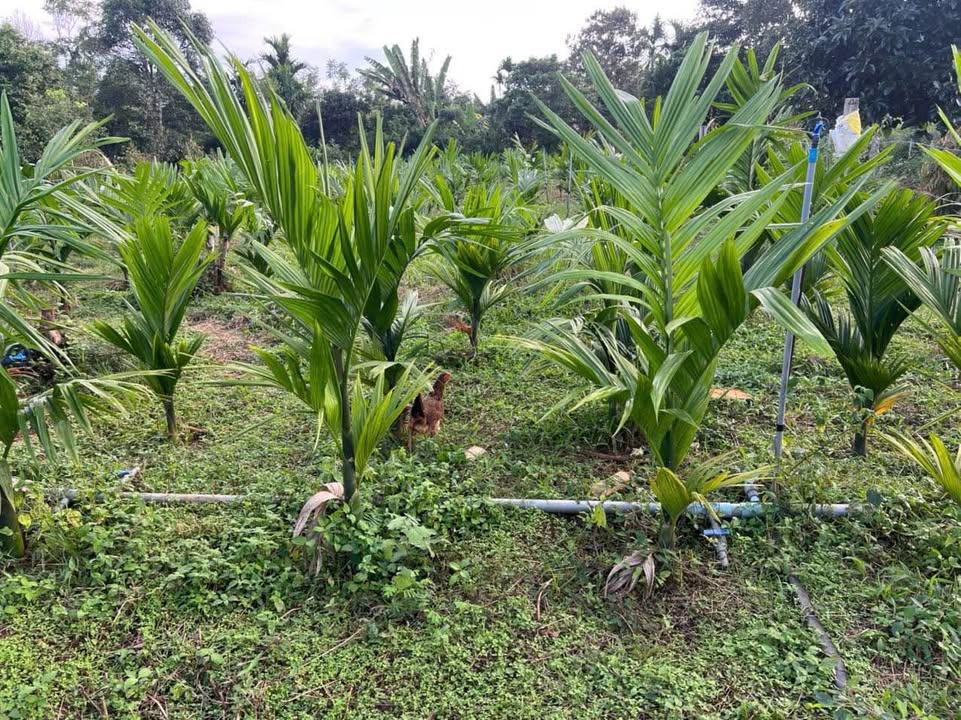 Đất thổ cư Hòa Thắng, Buôn Ma Thuột 402m² giá 1.2 tỷ - Đầu tư sinh lời ngay!