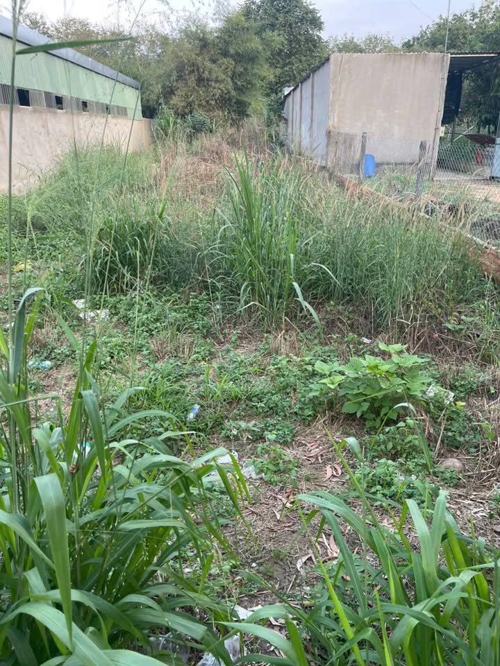 Đất thổ cư An Tây Bến Cát 44m² giá 1.2 tỷ - Cơ hội đầu tư không thể bỏ qua!