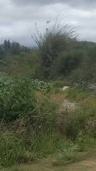 Đất nông nghiệp 1.6 hecta Hòa Thành, Krong Bông giá chỉ 720 triệu - Sổ đỏ chính chủ!