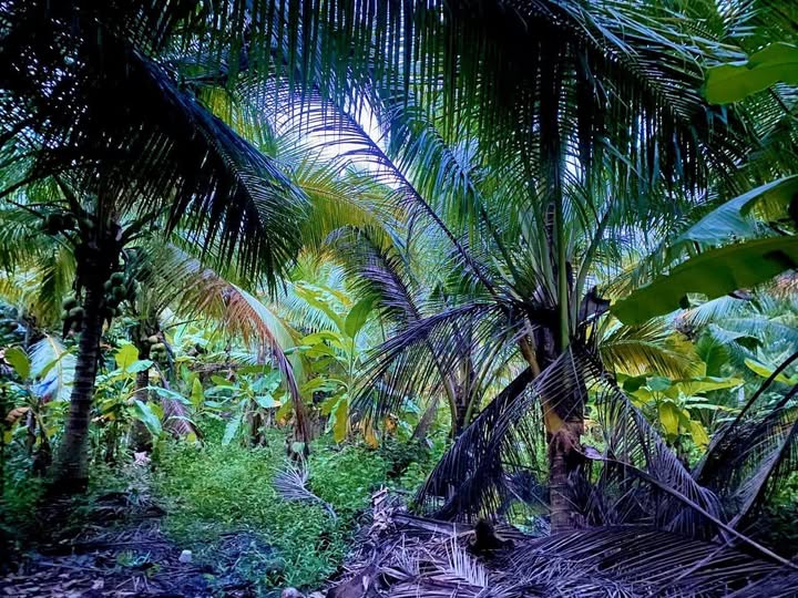 Đất nông nghiệp 2,5 công tại Mỹ Hòa, Tiền Giang, giá 750 triệu - Cơ hội đầu tư sinh lời!